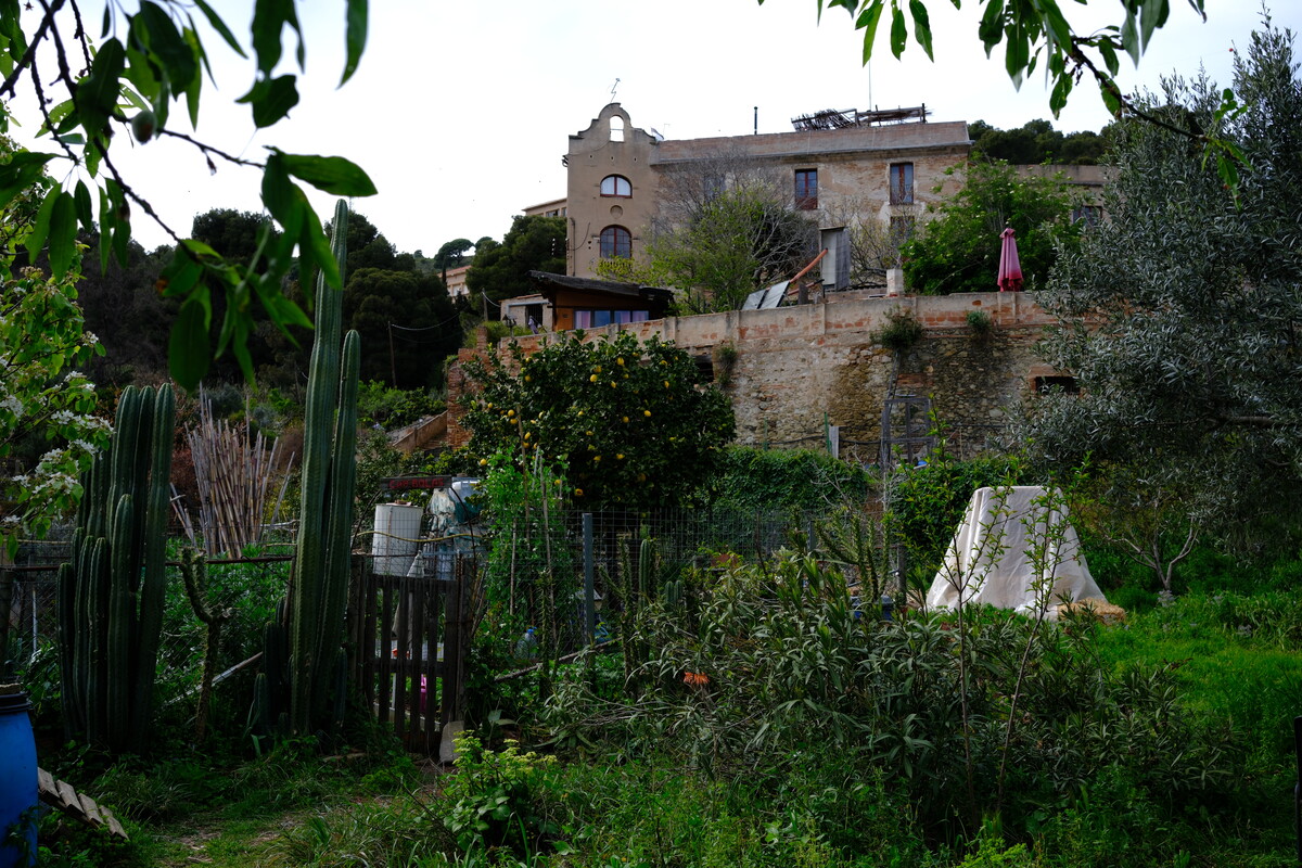 A Mediterranean hillside garden with stone buildings, tall cacti, olive trees, and citrus trees on a terraced slope.