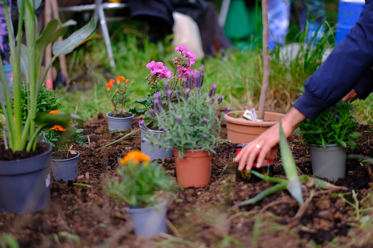 Close-up of hands arranging potted flowers &mdash; pink geraniums, orange marigolds, and lavender &mdash; in fresh soil around a young tree trunk.