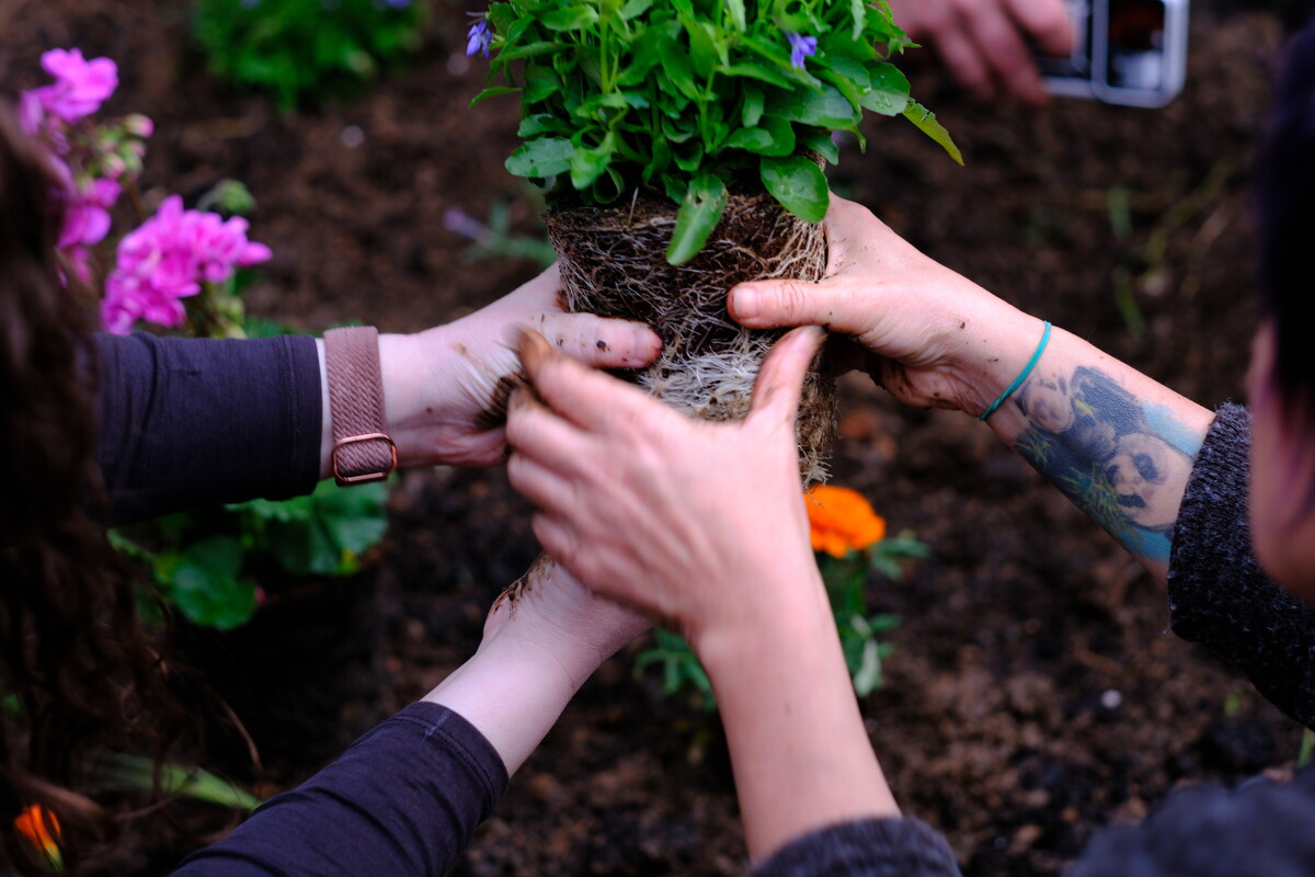 Close-up of several pairs of hands &mdash; one with a tattoo &mdash; holding a plant with exposed roots over freshly turned soil, surrounded by pink and orange flowers.