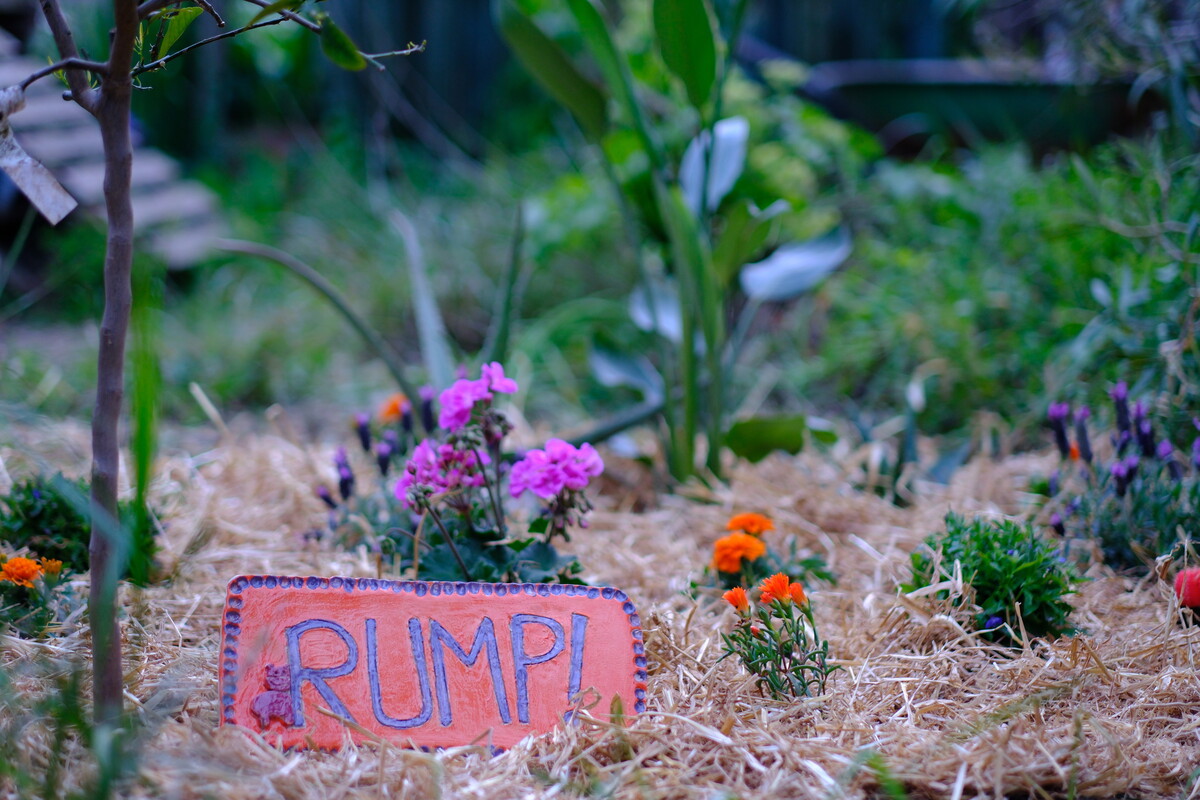 The orange RUMP! ceramic plaque with a small hippo figurine on top, placed at the base of a newly planted lime tree surrounded by fresh pink, orange, and purple flowers and straw mulch.